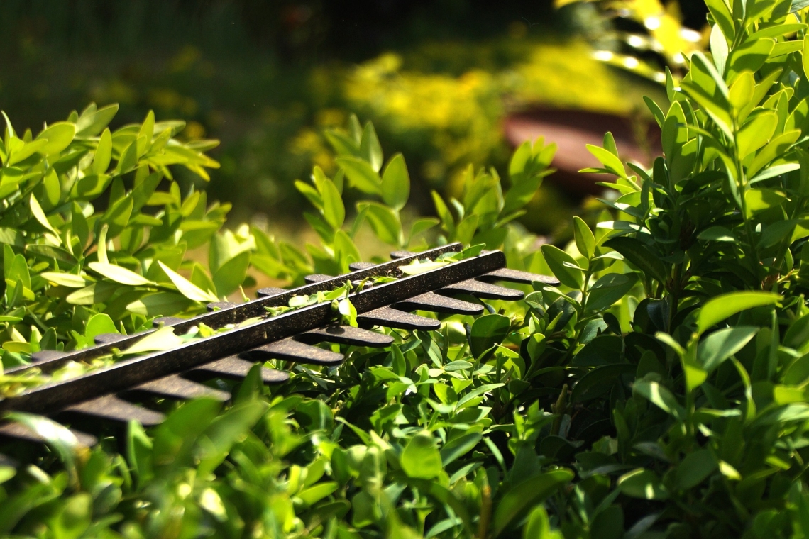 Diese Gartenarbeit ist ab März verboten 